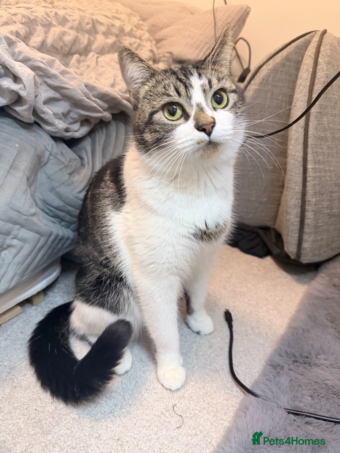 American Shorthair cats 3 beautiful baby’s need a home asap !  - Advert 1