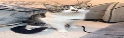 American Shorthair cats for sale: 3 beautiful baby’s need a home asap !  in London - Advert 1