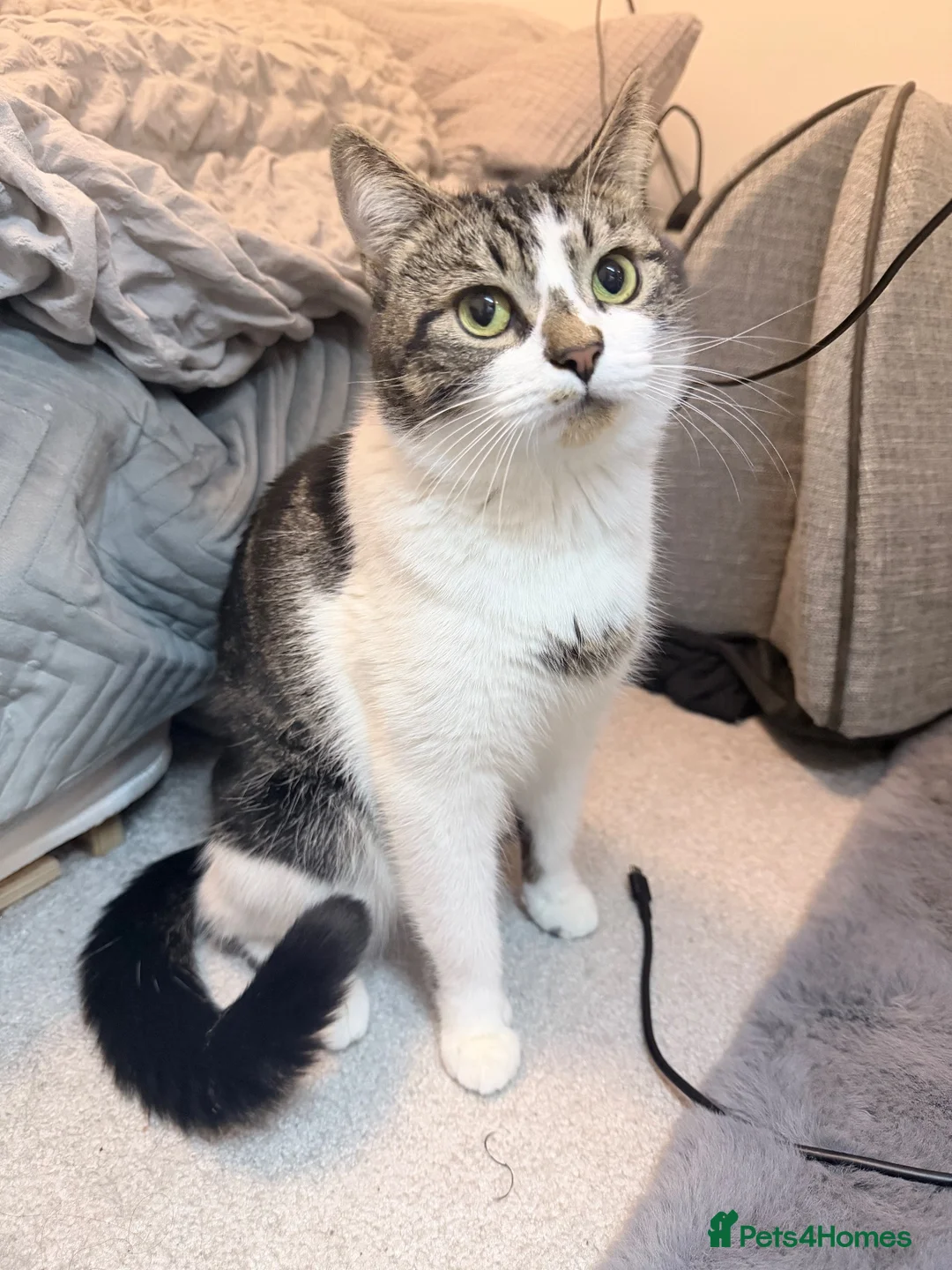American Shorthair cats for sale: 3 beautiful baby’s need a home asap !  in London - Advert 1