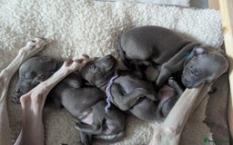 Italian Greyhound dogs for sale: Blue Italian Greyhound Puppies KC reg - Image 6
