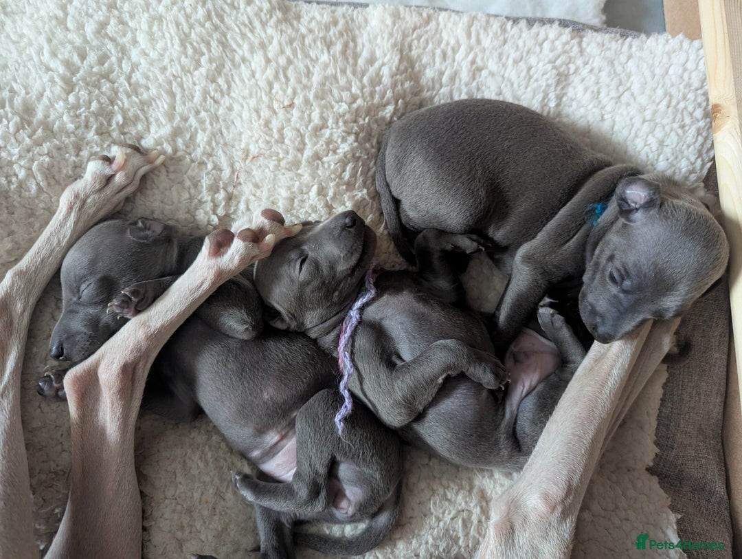 Italian Greyhound dogs for sale: Blue Italian Greyhound Puppies KC reg - Image 6