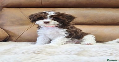 Cavapoo dogs - Advert 14