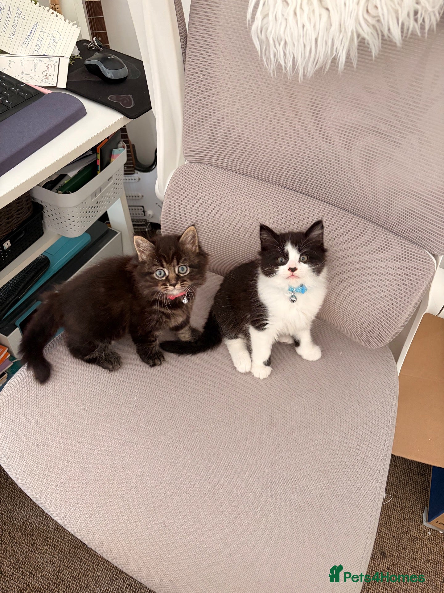 British Longhair cats 1 male 1 female kitten left  - Advert 9