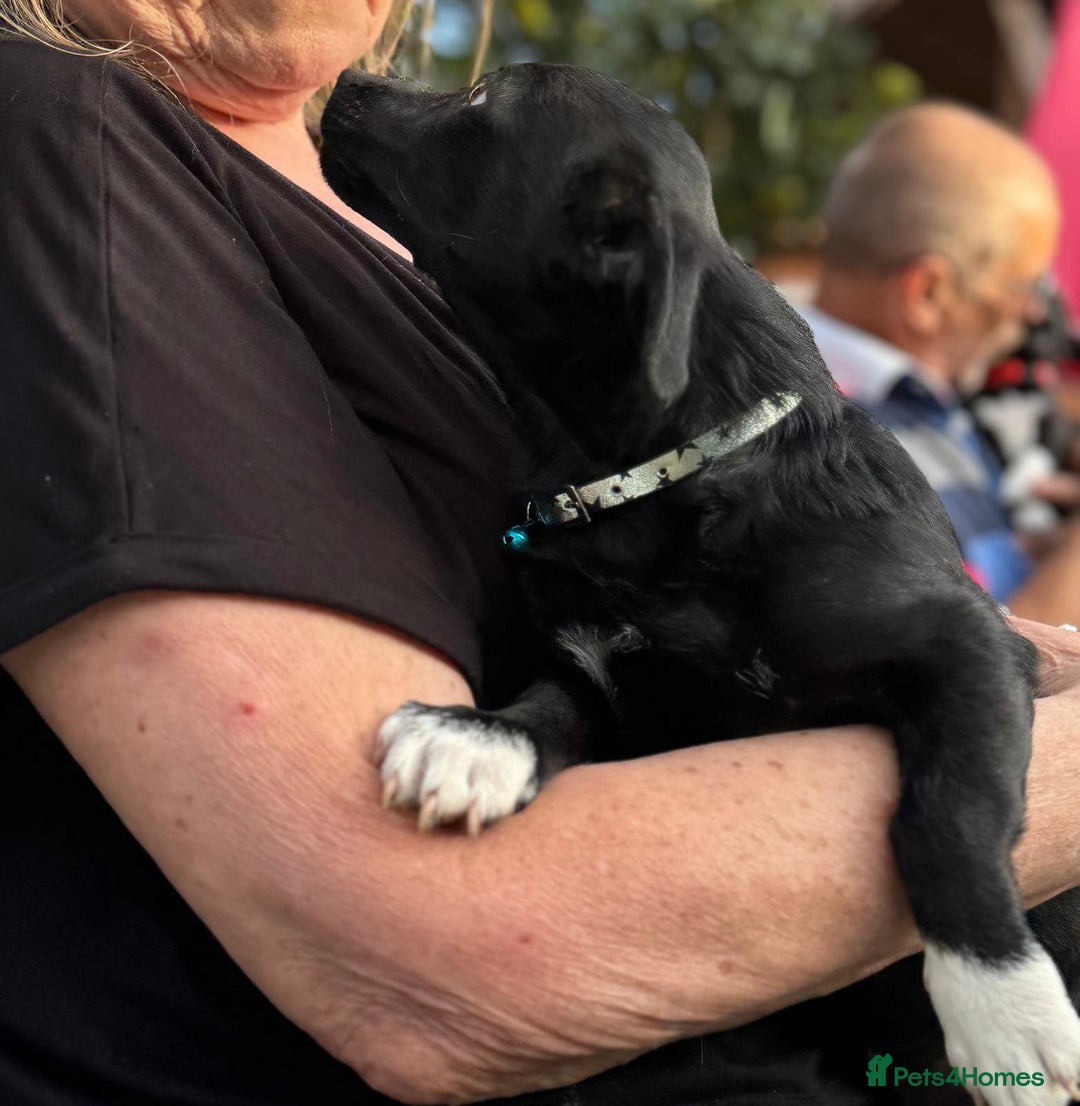 Mixed Breed dogs for adoption: FINN - a Lovely little puppy boy for a Loving Home - Image 6