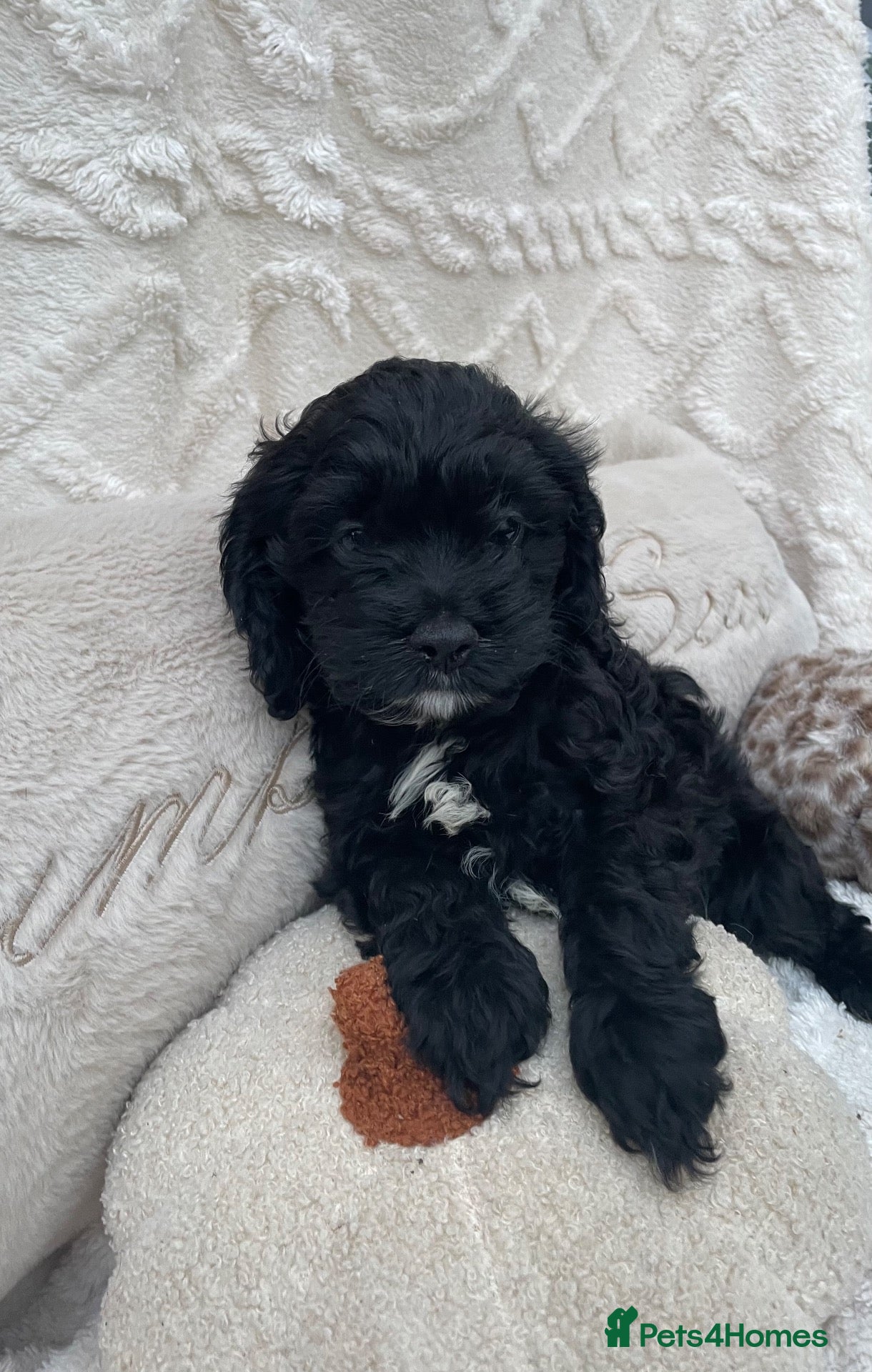 Cockapoo dogs American cockapoos - yankydoodles - Advert 6