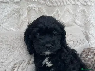 Cockapoo dogs American cockapoos - yankydoodles - Advert 6