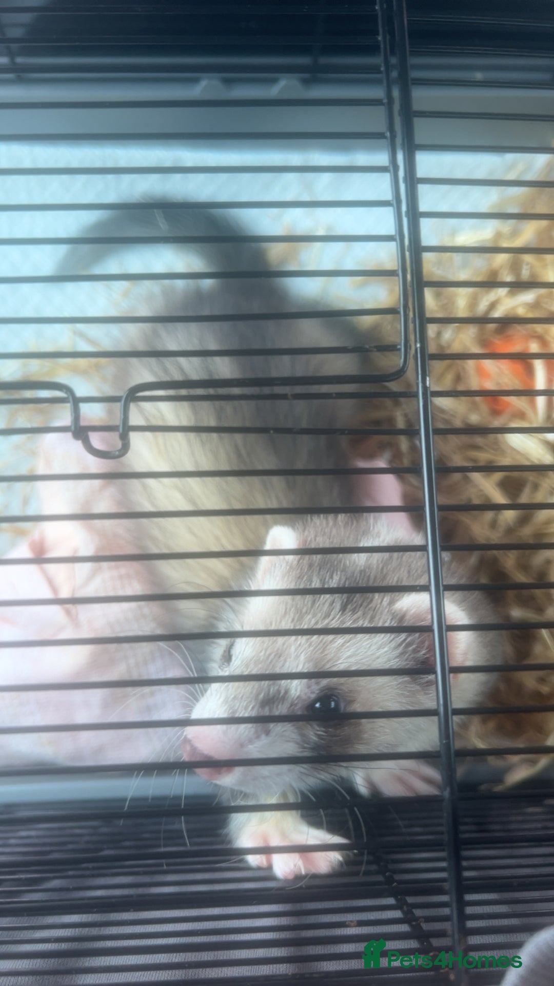 Ferret rodents for sale: Sparky, Male Ferret - Image 2