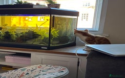 Domestic Shorthair cats for sale: Ginger kitten  - Image 2