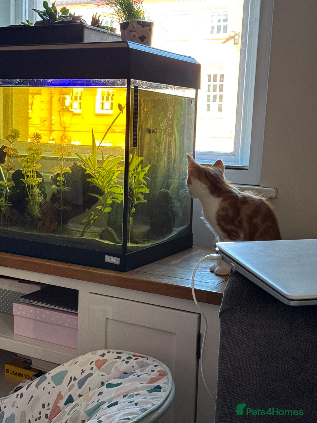 Domestic Shorthair cats for sale: Ginger kitten  - Image 2