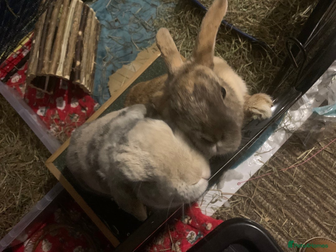 Mini Lop rabbits for sale: Piglet, Stanley and freddy - Advert 2
