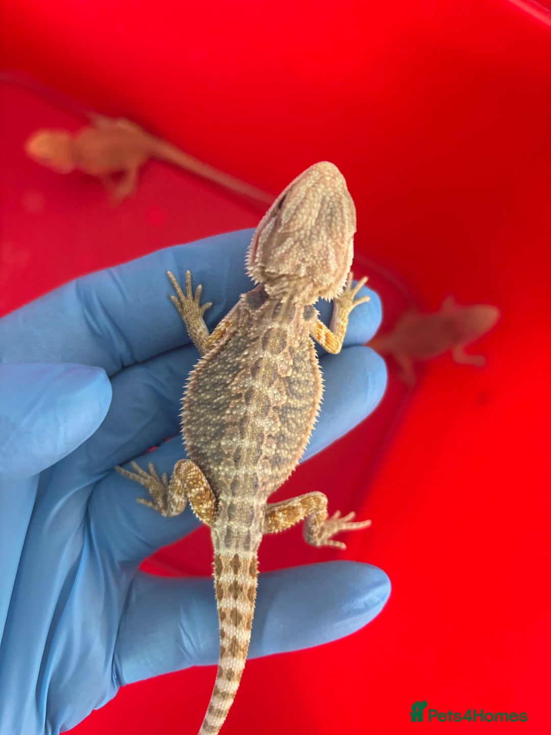 Bearded Dragon reptiles for sale: Baby bearded dragons  - Image 4