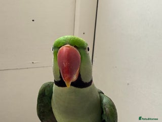 Parrots birds Alexandrian parrots (pair) for sale - Advert 11