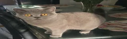 British Shorthair cats for sale: BSH kittens - Advert 10