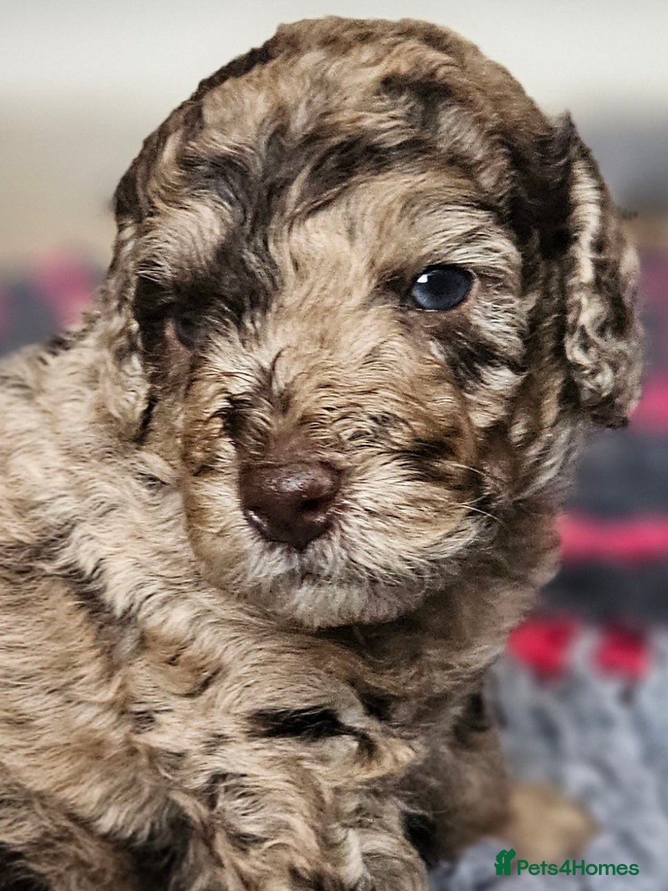 Cockapoo dogs Chocolate Merle Boy - Advert 4