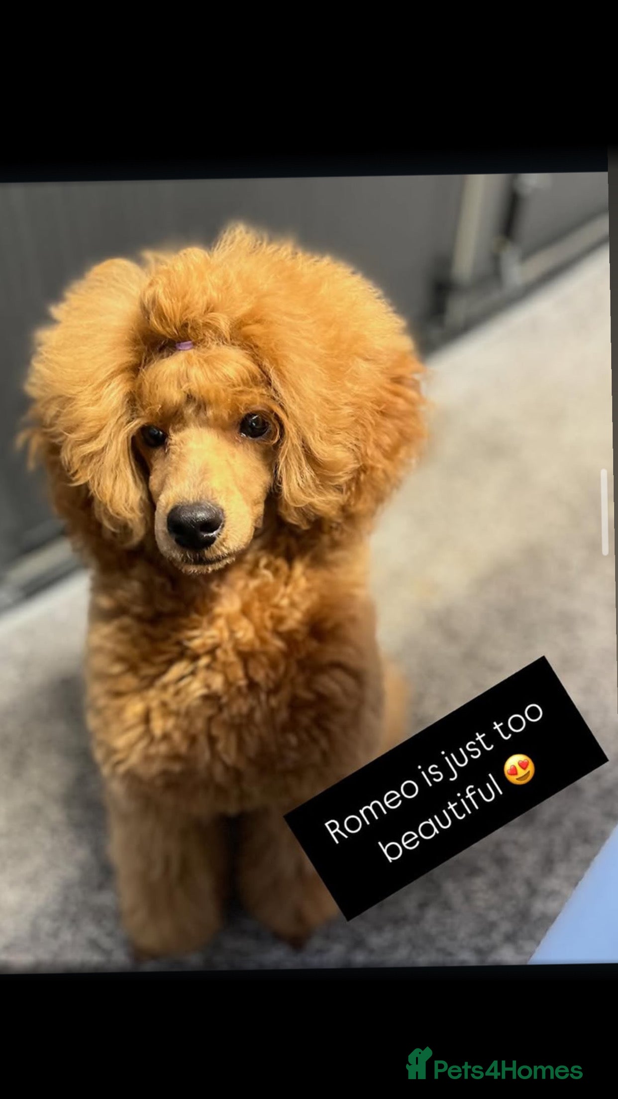 Romeo