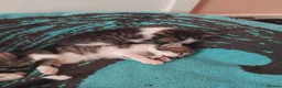 Mixed Breed cats for sale: Gorgeous Bengal x kittens for sale. - Advert 7
