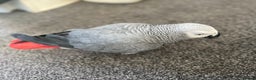 Parrots birds for sale: Male African Grey parrot - Advert 5