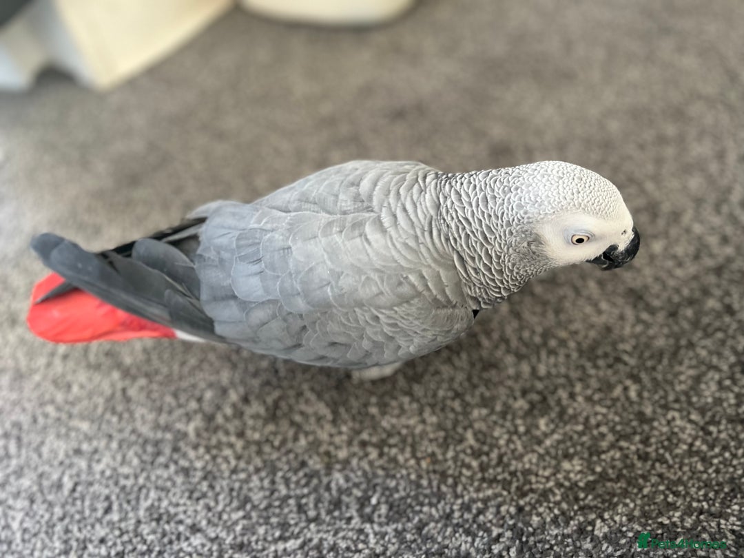 Parrots birds for sale: Male African Grey parrot - Advert 5
