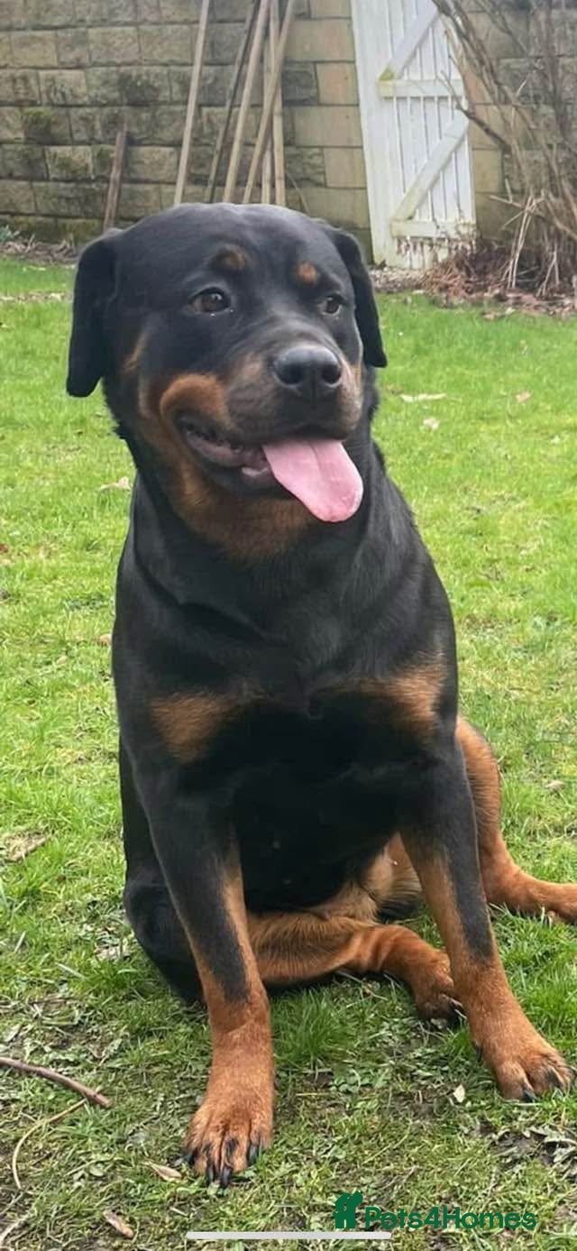 Rottweiler dogs German x Hungarian Rottweiler puppies - Advert 5
