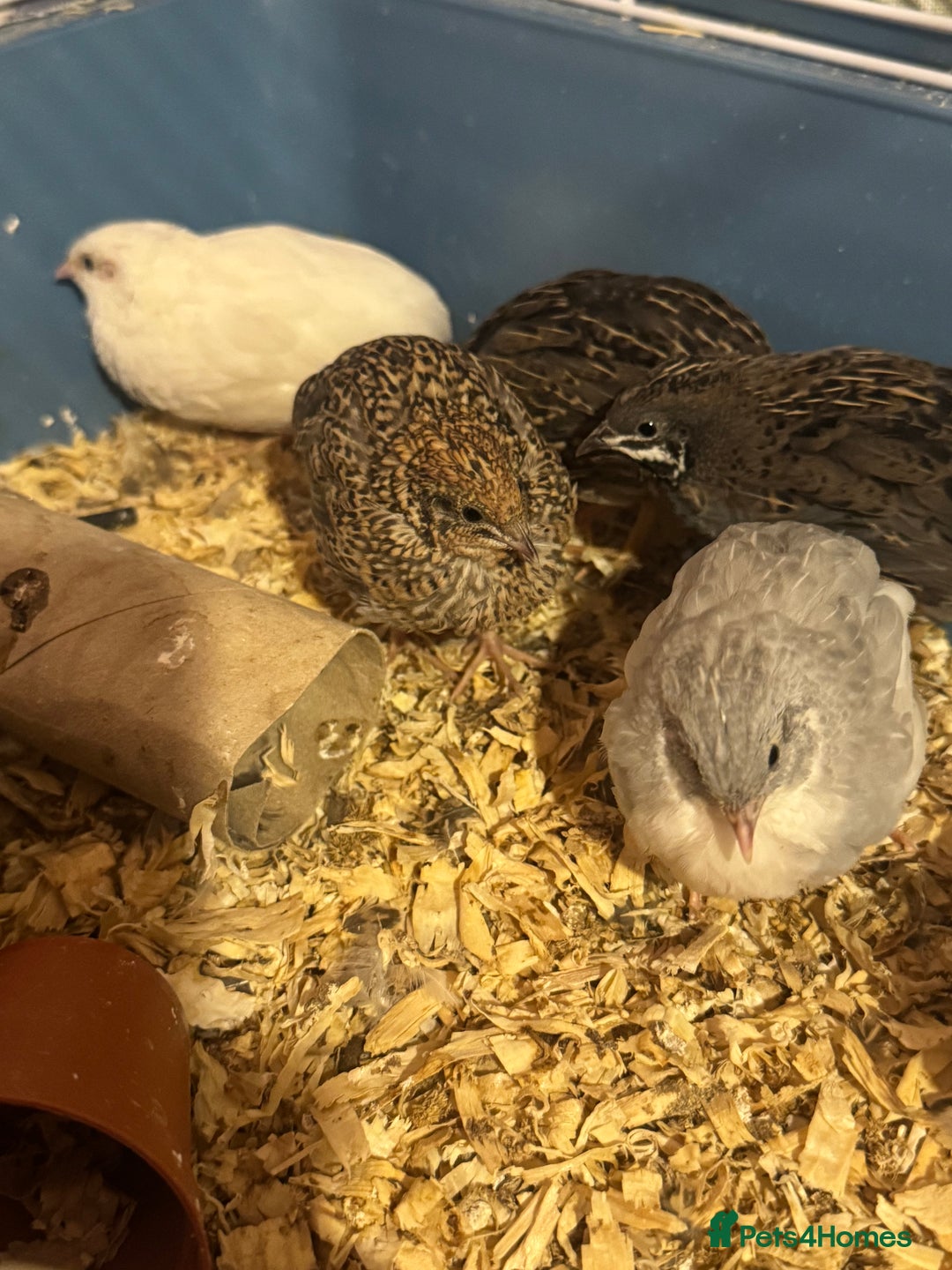Quail poultry for sale: Beautiful button quail for sale - Advert 11