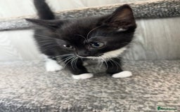 British Shorthair cats for sale: Kittens  - Image 2
