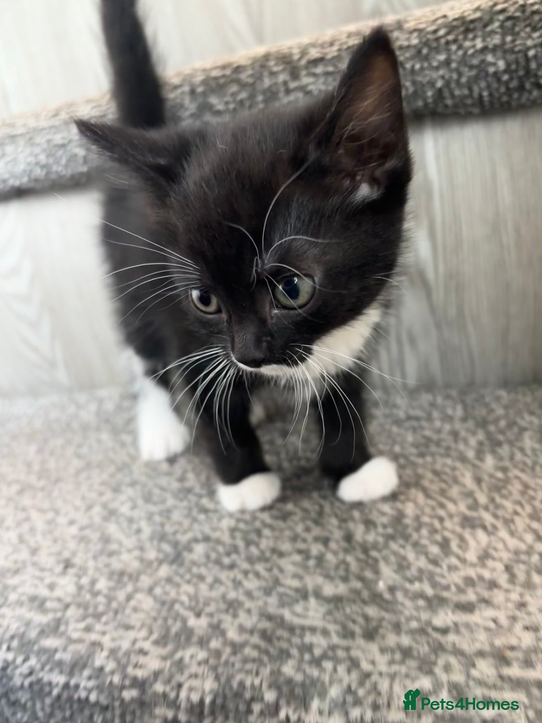 British Shorthair cats for sale: Kittens  - Image 2