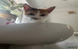 Domestic Shorthair cats for sale: Female Calico - Image 3