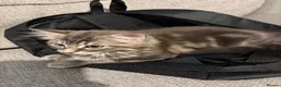 Mixed Breed cats for sale: Grey and white kittens in Preston - Advert 8