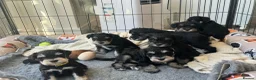 Miniature Schnauzer dogs for sale: 🐾 Miniature Schnauzer Puppies - Advert 15