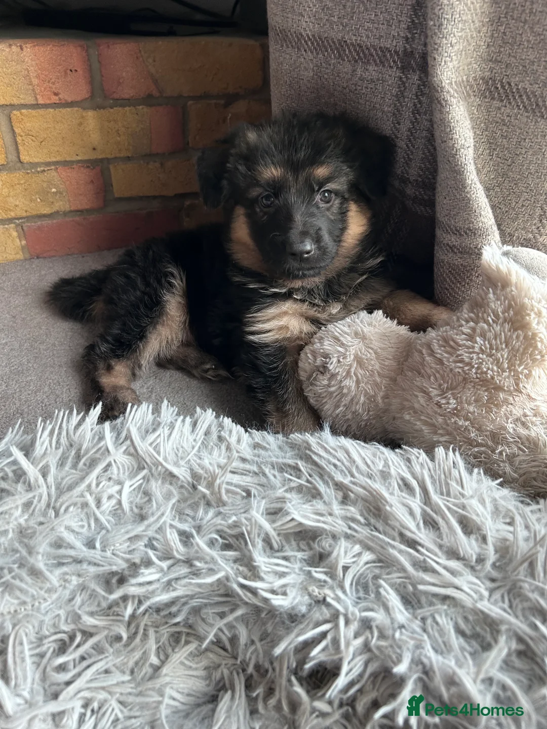 German Shepherd dogs for sale: Pure breed German shepherd puppies  - Advert 2