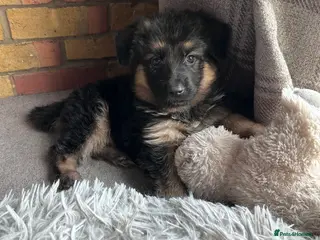 German Shepherd dogs Pure breed German shepherd puppies - Advert 3