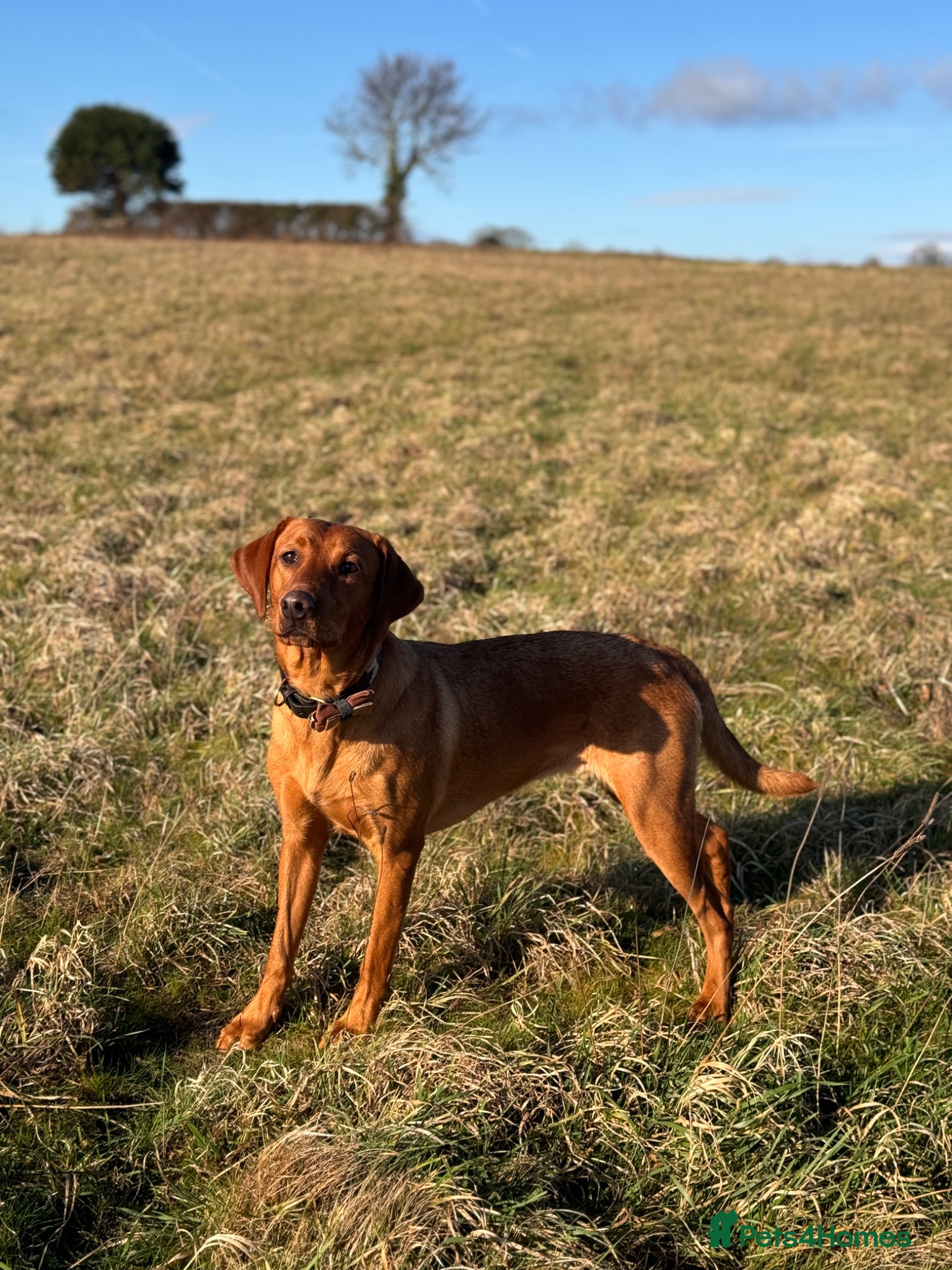 Labrador Retriever dogs Fox red & yellow Labrador puppies  - Advert 1
