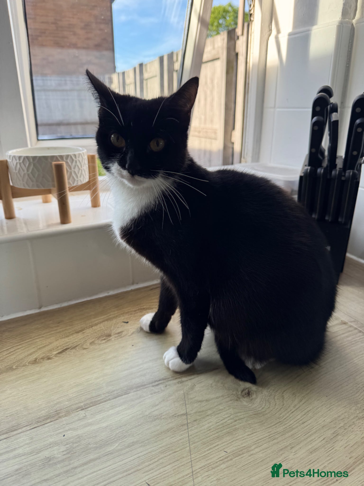 Mixed Breed cats Pregnant Female Cat, Looking for a Loving Home - Advert 1
