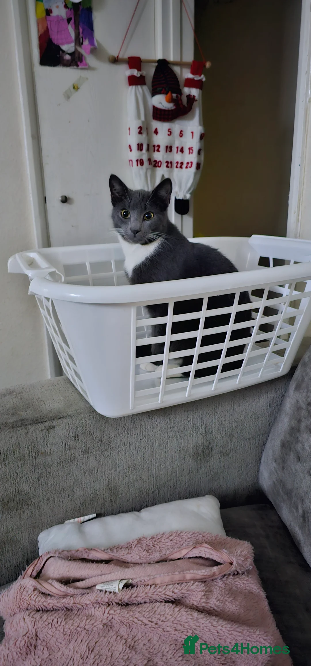 Mixed Breed cats for sale: Kitty  in Exmouth - Advert 4