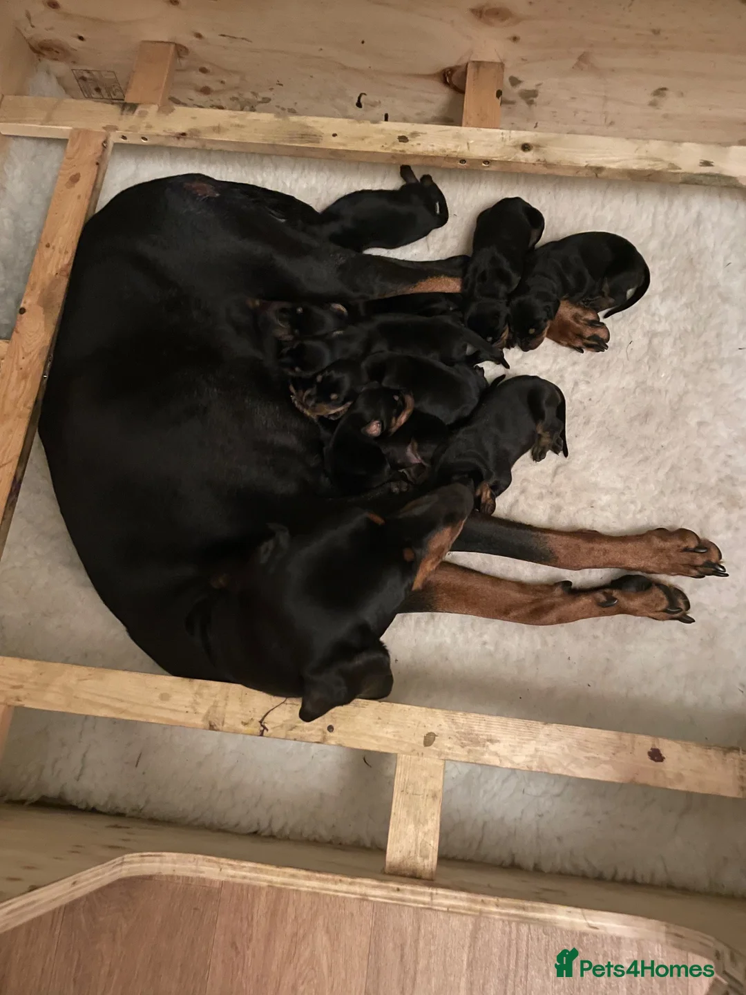 Dobermann dogs for sale: KC registered Doberman puppies  in Doncaster - Advert 1