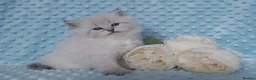 Siberian cats for sale: Pure Siberian Kittens For Sale  - Advert 8