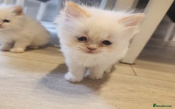 Persian cats for sale: 2 beautiful boys ready this weekend  - Image 6
