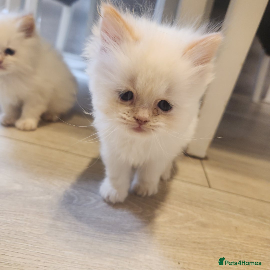 Persian cats for sale: 2 beautiful boys ready this weekend  - Image 6