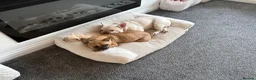 French Bulldog dogs for sale: Baby Girl Frenchie - Advert 3