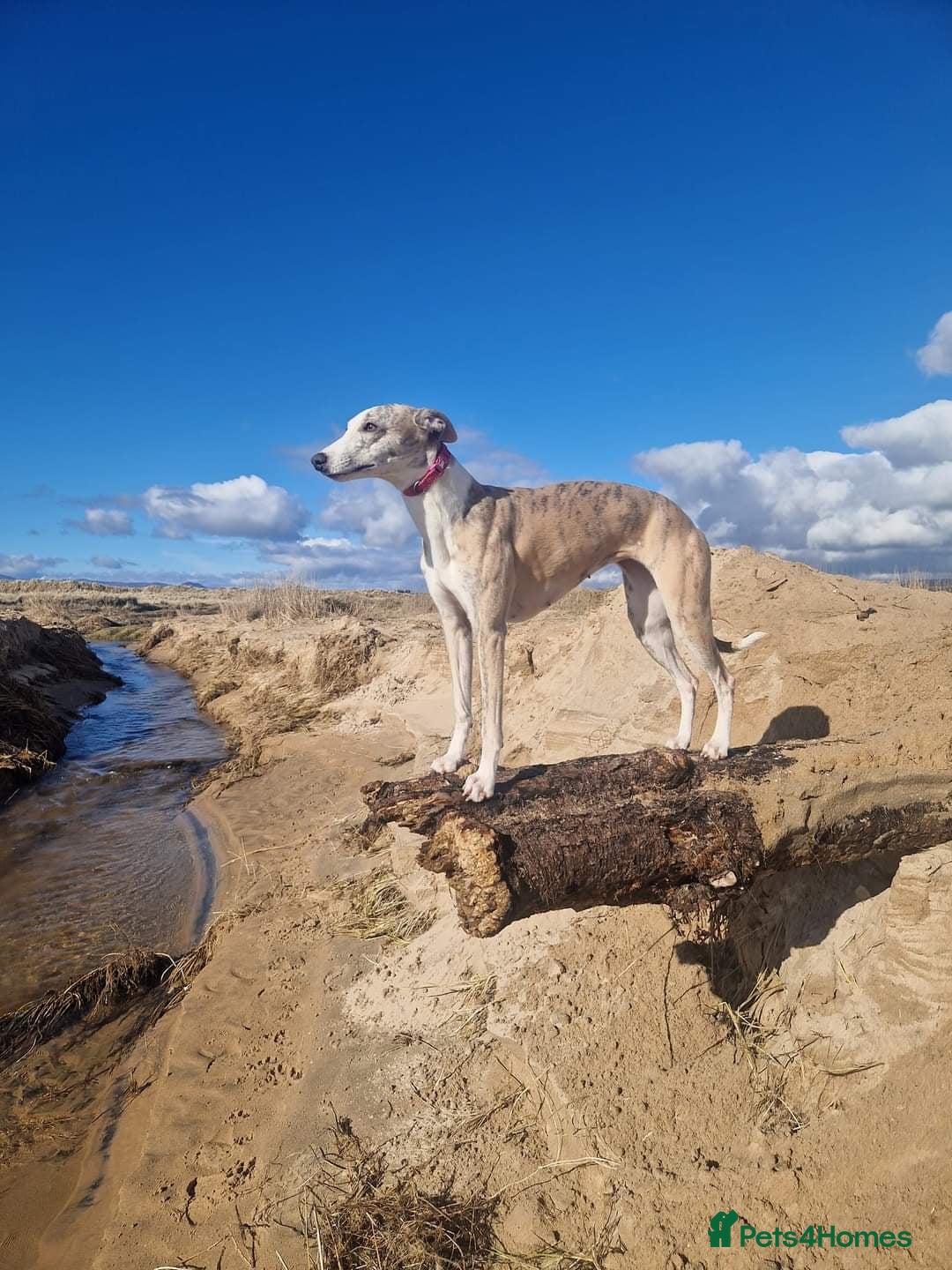 Whippet dogs for sale: KC Registered Small Whippet Puppies - Advert 2