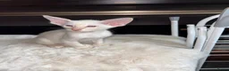 Oriental cats for sale: GCCF Oriental Kittens  in Stratford-upon-Avon - Advert 12