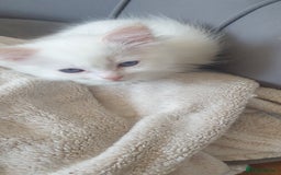 Ragdoll cats for sale: Beautiful GCCF lilac and Cream Point kittens - Image 13