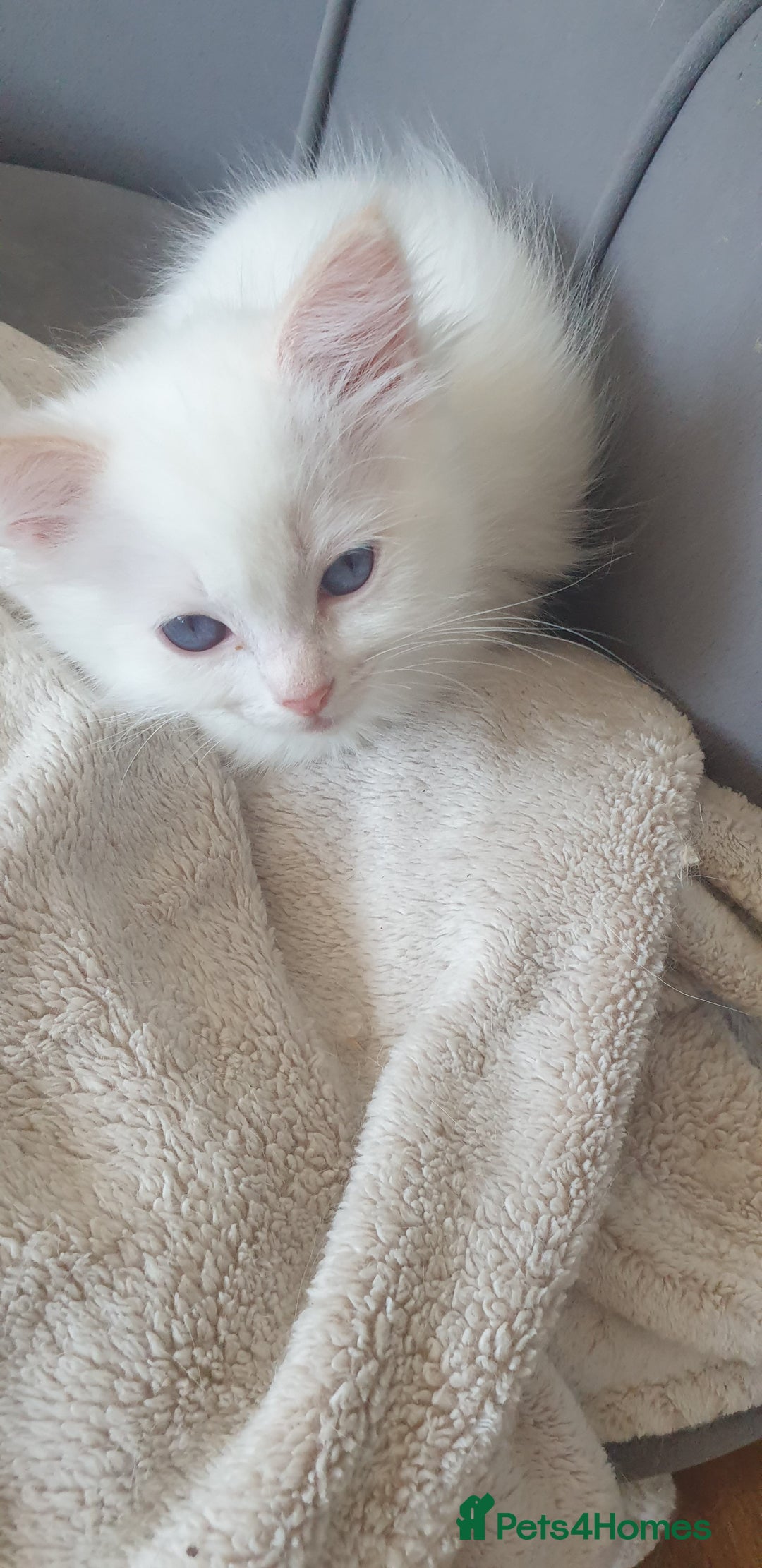 Ragdoll cats for sale: Beautiful GCCF lilac and Cream Point kittens - Image 13