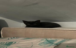 Mixed Breed cats for sale: ADORABLE KITTENS LOOKING FOR A FOREVER HOME 💗 - Image 6