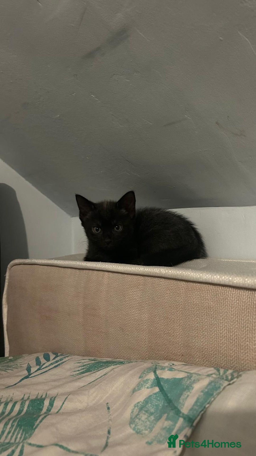 Mixed Breed cats for sale: ADORABLE KITTENS LOOKING FOR A FOREVER HOME 💗 - Image 6