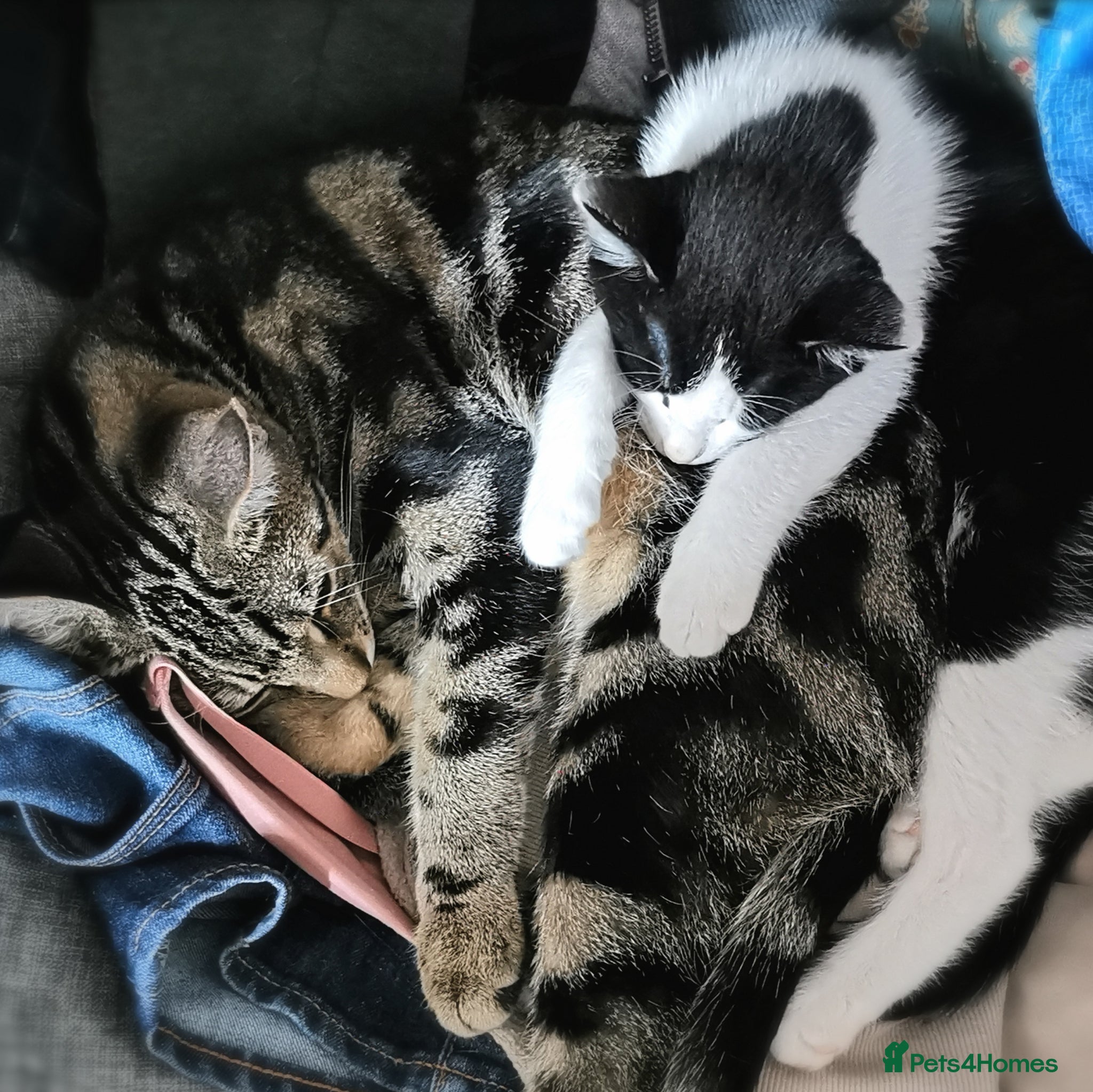Mixed Breed cats for sale: Gorgeous, sweet natured & very playful kittens in London - Advert 33