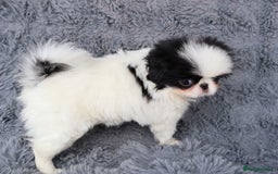 Japanese Chin dogs for sale: female - Image 5