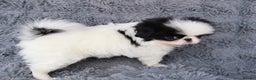 Japanese Chin dogs for sale: female - Advert 5