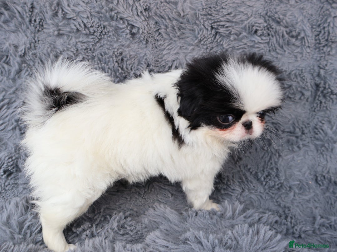 Japanese Chin dogs for sale: female - Image 5