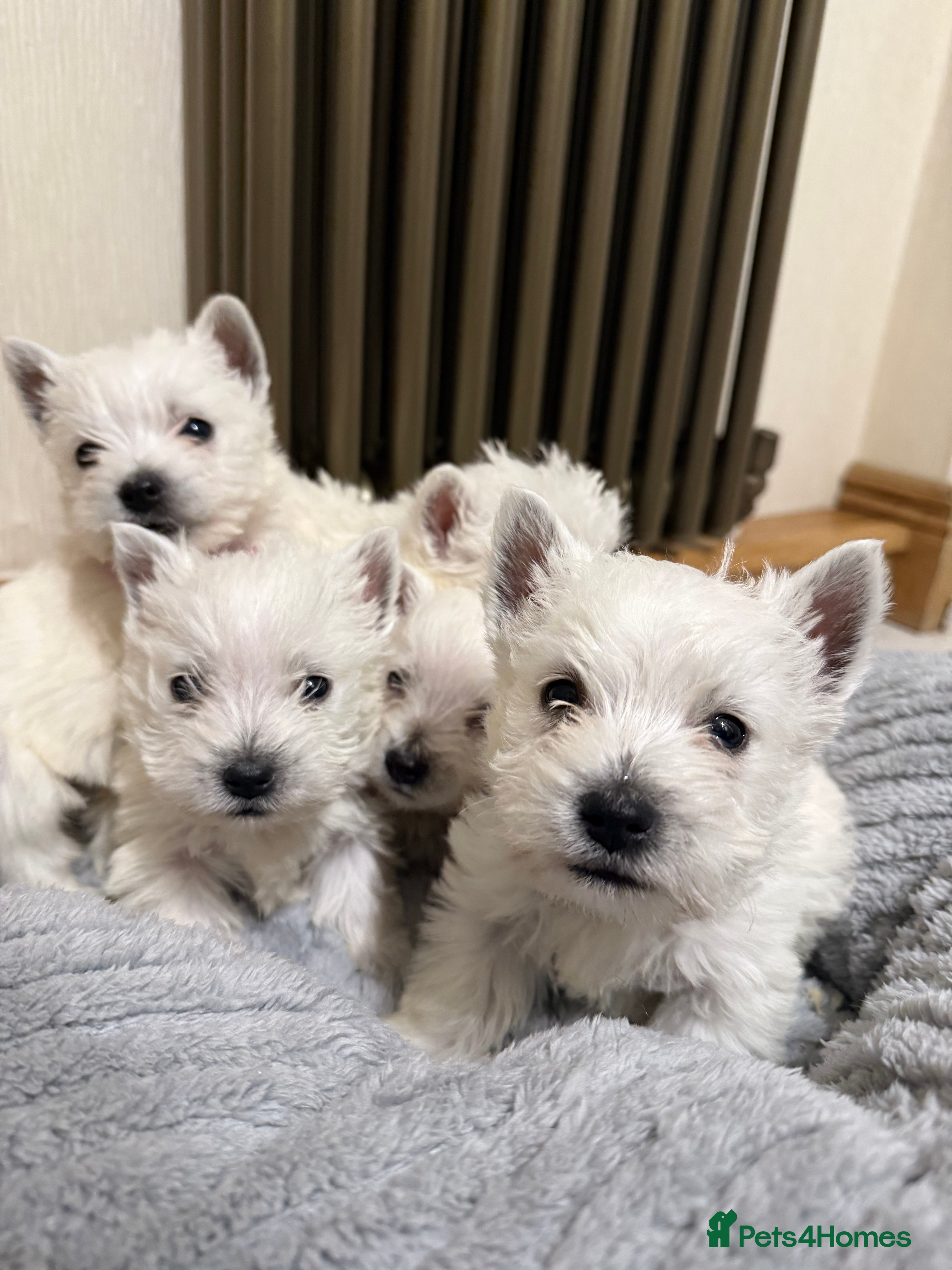 West Highland Terrier dogs Polish Bloodlines KC Westies.  - Advert 5
